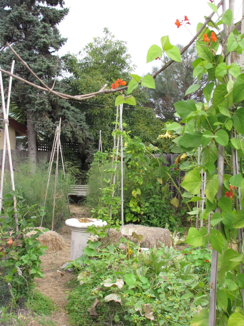 The garden now.