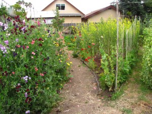 Sweet peas blossom on the left while red mustards bolt and shoot up yellow flowers, a forest 6 feet high.l